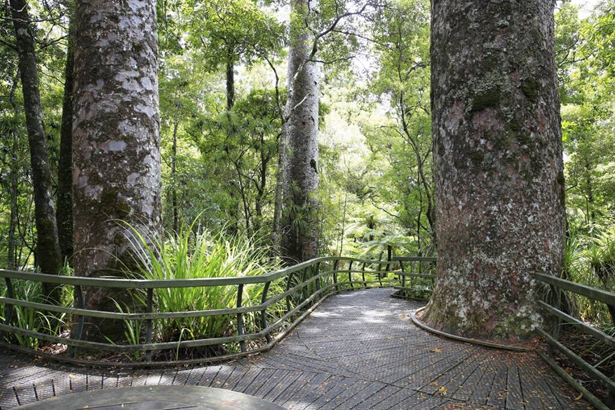 Puketi Forest, Bay of Islands